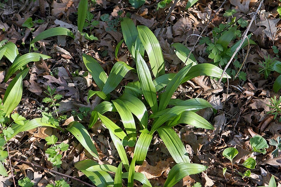 Ramps (Wild Leek)