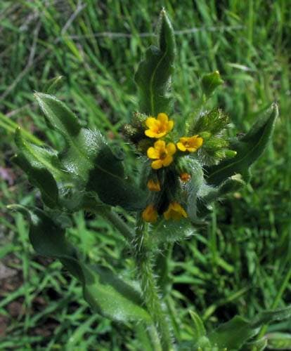 Common Fiddleneck