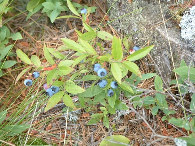 Wild Blueberry