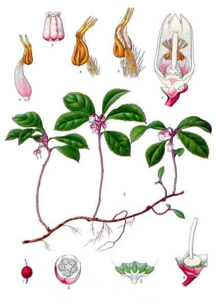 Wintergreen