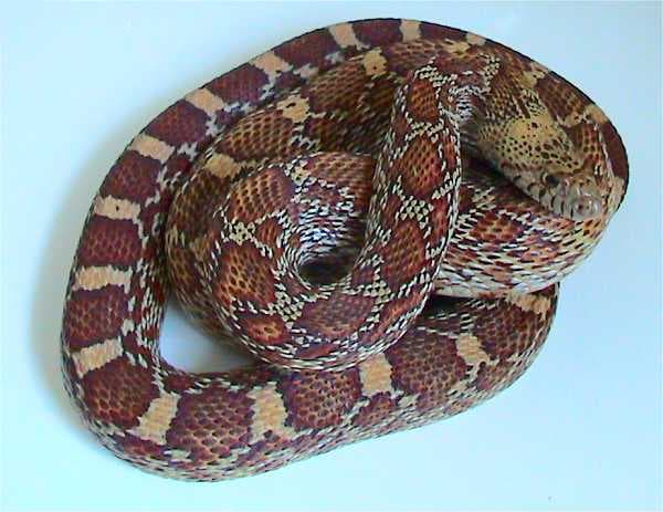 Sonoran Gopher Snake