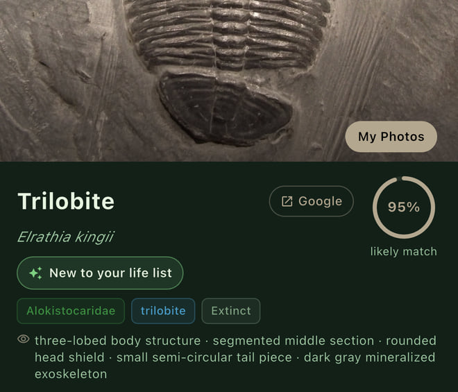 Spotter result for a fossil: Trilobite, Elrathia kingii, 95% likely match, tagged Extinct, with field marks: three-lobed body, segmented middle section, rounded head shield.