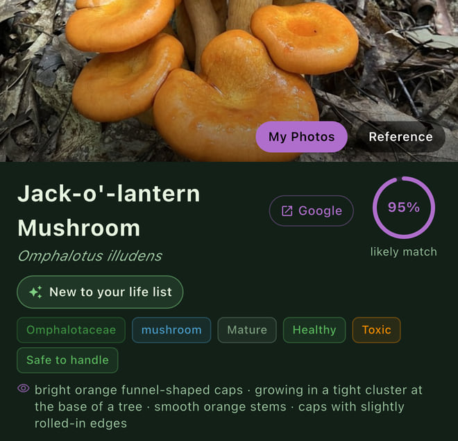 Spotter result: Jack-o'-lantern Mushroom, Omphalotus illudens, 95% likely match, tagged Toxic, with the field marks it saw: bright orange funnel-shaped caps growing in a tight cluster at the base of a tree, smooth orange stems.