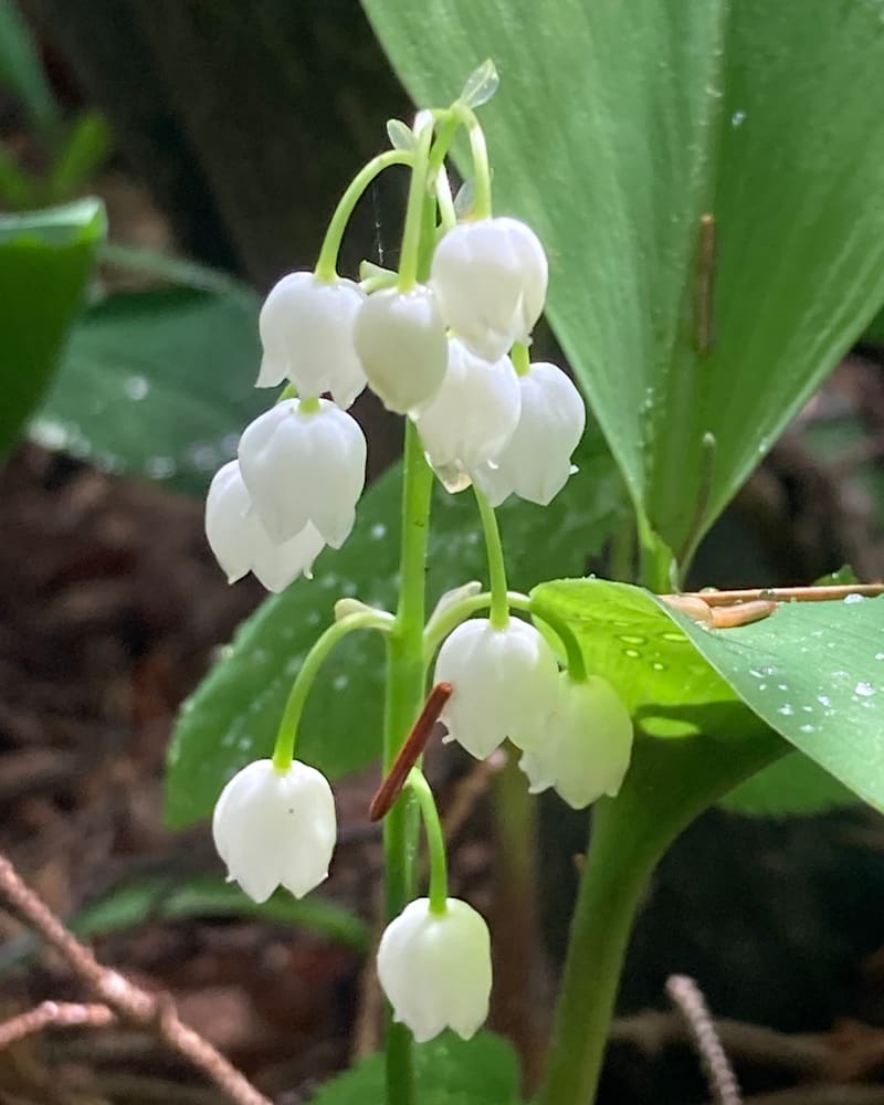 Nodding white bell-shaped flowers hanging from a green stem, with broad leaves behind.