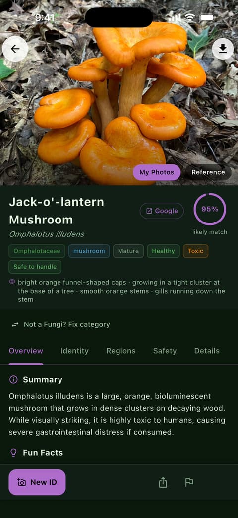 A real Spotter run: a photo of orange mushrooms becomes Jack-o'-lantern Mushroom, Omphalotus illudens, 95% likely match, tagged Toxic.